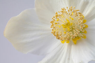 Bild mit Weiß, Makroaufnahme, blüte, Blütenblätter, Staubfaden, Christrose, Helleborus niger