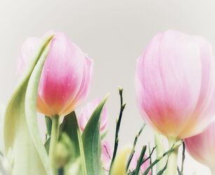 Bild mit Natur, Blumen, Tulpen, März, pastell, Tulpenwunder