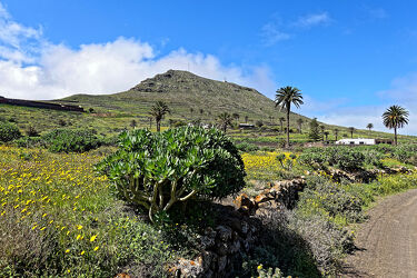 Bild mit Palmen, Landschaft, Lanzarote, spanien, Kanaren, Kanarischen Inseln