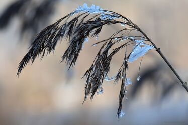 Bild mit Gräser, Winter, Eis