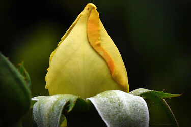 Bild mit Gelb, Natur, Blume, Rose, Makro, Makro Rose
