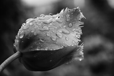 Bild mit Natur, Natur, Tulpe, Wassertropfen, tulpe mit regentropfen