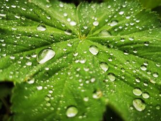 Bild mit Waterdrop, Grünpflanzen, green, Frauenmantel