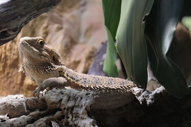 Bild mit Tier, Gecko, Terrarium