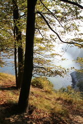 Bild mit Natur, Bäume, Herbst, Urlaub, Ostsee, Küste, Buchen, Buche, November, Rügen