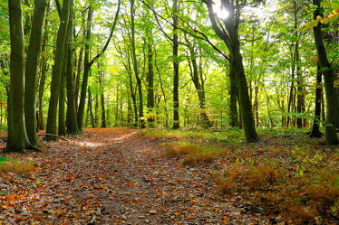 Bild mit Natur, Bäume, Herbst, Wald, Waldweg, Buchenwald, Erholung, Oktober, Rügen, Herbstwald