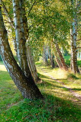 Bild mit Natur, Grün, Bäume, Herbst, Birken, Wald, Birke, Erholung, herbstbirken, birkenweg