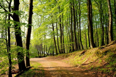 Bild mit Bäume, Frühling, Wald, Buchen, Buchen, Buchenwald, Frühlingswald, Mai, maiwald, maiwald