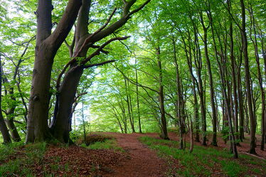 Bild mit Natur, Grün, Bäume, Frühling, Wald, Baum, Waldweg, Buchen, Buchenwald, maiwald