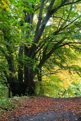 Bild mit Natur, Bäume, Herbst, Wald, Buchen, Buche, Buchenwald, Erholung, Oktober, Herbstwald