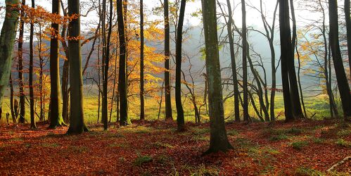 Bild mit Natur, Bäume, Herbst, Wald, Buchen, Buchenwald, Erholung, Oktober, Rügen, natürlich