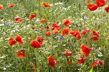 Bild mit Natur, Blumen, Rot, Sommer, Mohn, Mohnfeld, Feld, Mohnblumen, natürlich, sommerfeld