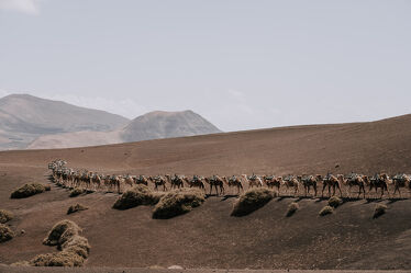 Kamele in der Vulkanlandschaft von Timanfaya