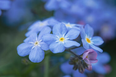 Bild mit Natur, Frühling, Blau, Blume, garten, blüte, Vergissmeinnicht, blaue Blume