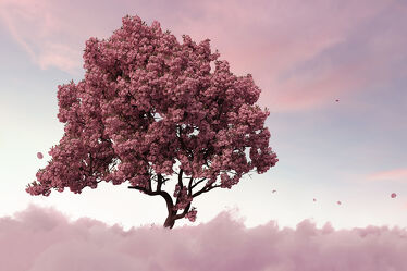 Bild mit Himmel, Wolken, Frühling, Wolkenhimmel, Abstrakt, Kirschbaum, pink, Japanische_Zierkirsche