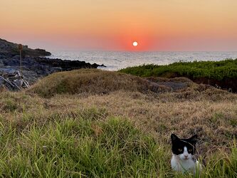 Katze und Sonnenuntergang