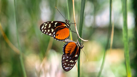 Bild mit Natur, Schmetterling, nahaufnahme, Insekt, Fühler, Schmetterlingsflügel