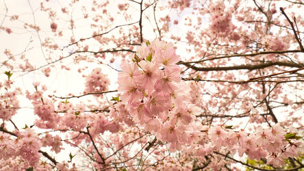 Bild mit Natur, Rosa, Frühling, Baum, Obst, Kirschbaum, Kirsche, blüte, Kirschblüte, japanisch