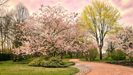 Bild mit Natur, Rosa, Frühling, Baum, Obst, Kirschbaum, Kirsche, blüte, Kirschblüte, Japanische_Zierkirsche