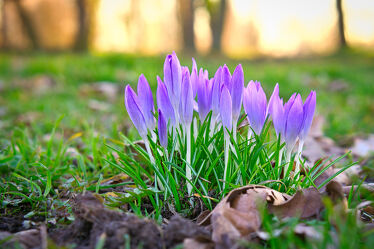 Bild mit Frühling, blüte, frühblüher, Krokus, schön, blühen, krokusblüte, bokeh, bokeh, botanisch