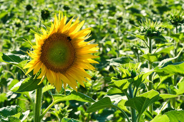 Bild mit Gelb, Grün, Sonne, Blume, Sonnenblume, garten, blüte, Sonnenblumenfeld, öl, sonnenblumenöl