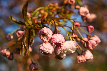 Kirschblüten im Frühling am Ast