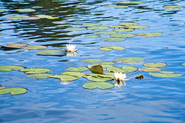 Seerosenfeld mit weißen Blüten am See