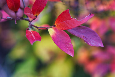 Bunte Herbstblätter auf einem Zeiger in Rot.