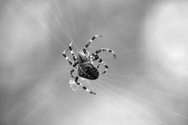 Bild mit Insekt, Spinnennetz, Kreuzspinne, Spinne, Beute, Halloween, Angst, Jäger, lauernd, Spinnenfaden