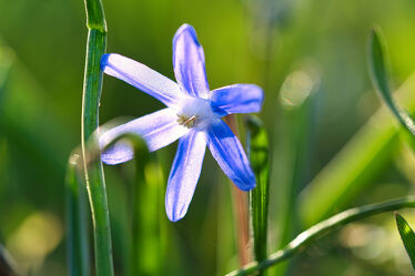 Bild mit Frühling, Blau, Blume, Park, Ostern, garten, Pollen, Sternhyazinthe, Gewöhnliche Sternhyazinthe, hübsch