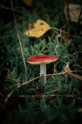 Bild mit Natur, Makrofotografie, Pilze, nahaufnahme, giftpilz