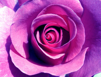 Bild mit Pflanzen, Rosa, Violett, Frühling, Rosen, Sommer, Pflanze, Rose, romantik, Schönheit, Blüten, blüte, frühjahr, Liebe