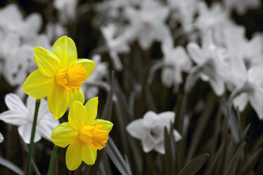 Bild mit Frühling, Blume, Ostern, garten, blüte, narzisse, osterglocke, April