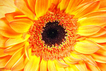 Bild mit Orange, Frühling, Blume, Pflanze, Makro, Gerbera, blüte, Valentinstag, blühen, botanisch