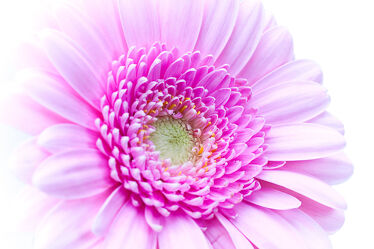 Bild mit Rosa, Frühling, Blume, Pflanze, Makro, Gerbera, blüte, pink, Valentinstag, blühen