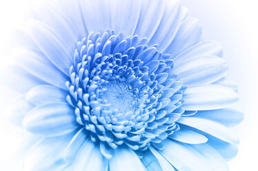 Bild mit Natur, Frühling, Blau, Blume, Pflanze, Makro, Gerbera, blüte, Valentinstag, blühen