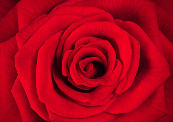 Bild mit Rot, Hintergrund, Blume, Rose, Makro, blüte, blütenblatt, detail, Liebe