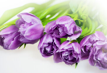 Bild mit Natur, Blumen, Lila, Violett, Tulpen, Blumenstrauß, Blüten