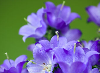 Bild mit Lila, Violett, Frühling, Blume, Pflanze, Makro, blüte, blühen, Glockenblume, Campanula