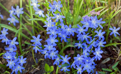 Bild mit Frühling, Blau, Blume, Pflanze, garten, blüte, nahaufnahme, blühen, Chionodoxa, Sternhyazinthe