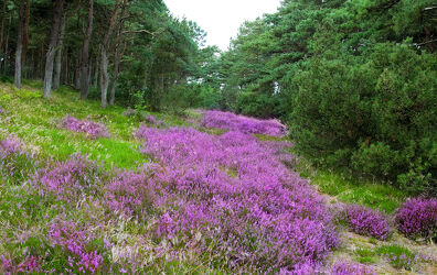 Bild mit Natur, Rosa, Lila, Violett, Kiefern, Wald, Landschaft, Heide, blühen, Heidekraut