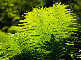 Bild mit Natur, Grün, Frühling, Wald, Pflanze, Blatt, farn, Farnpflanze