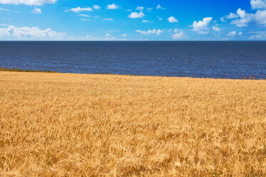 Bild mit Getreide, Meer, Landschaft, Nordsee, Feld, Küste, Wattenmeer, Dänemark, Ufer, Gerste