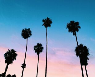 Palm trees California