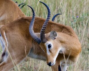 Ugandische Grasantilope