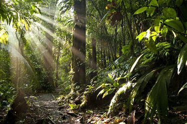 Bild mit Sonne, Wald, Costa Rica, Urwald, Dschungel, Mittelamerika