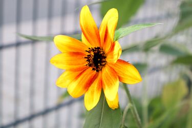 Gelbrote Sonnenblume
