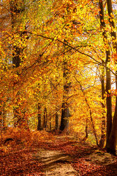 Bild mit Natur, Bäume, Herbst, Landschaft, Bunt, Buchenwald, Landschaften im Herbst, Goldener Oktober, Herbstlaub, Münsterland