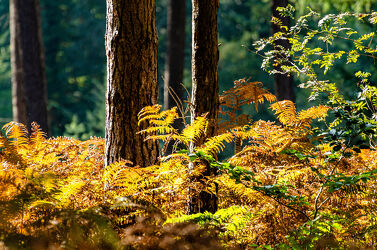 Bild mit Bäume, Wälder, Herbst, Bunt, Landschaften & Natur, Landschaften im Herbst, Jahreszeit, Münsterland, Ruhige Szene, farnkraut