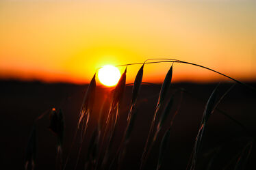 Gras im Sonnenuntergang